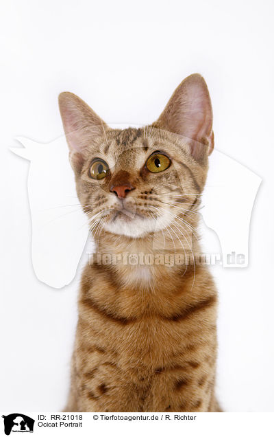 Ocicat Portrait / Ocicat Portrait / RR-21018