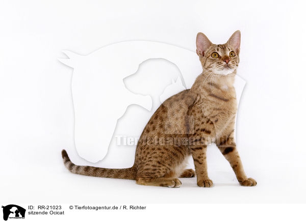 sitzende Ocicat / RR-21023