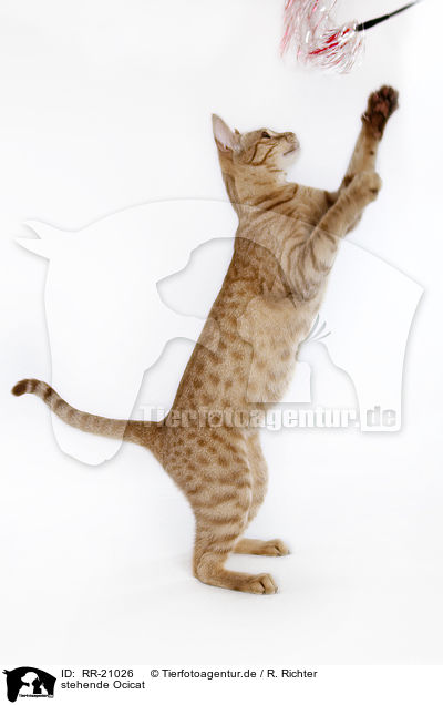 stehende Ocicat / RR-21026