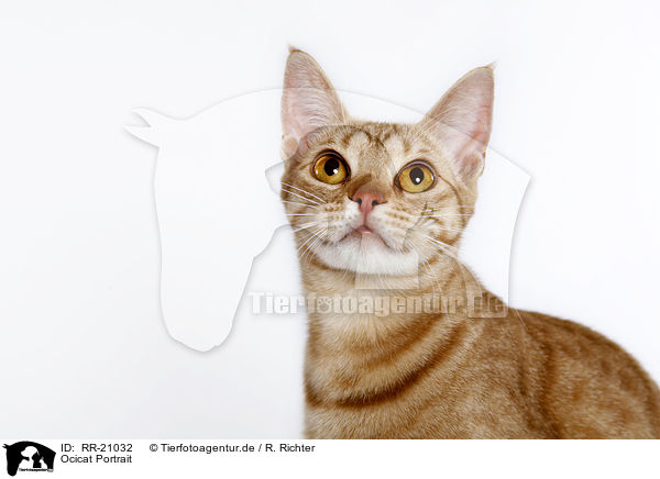 Ocicat Portrait / RR-21032