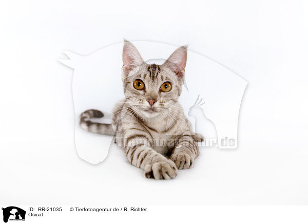 Ocicat / Ocicat / RR-21035