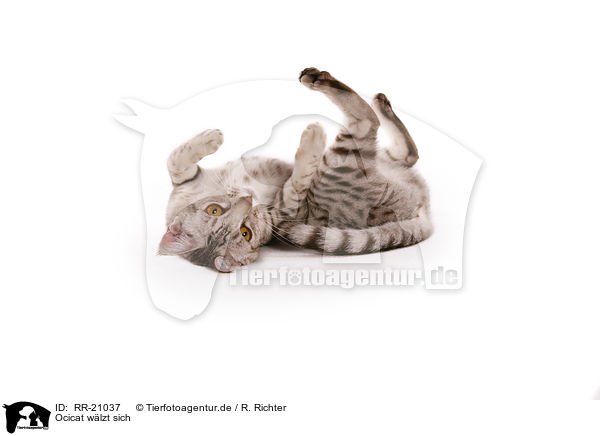 Ocicat wlzt sich / wallowing Ocicat / RR-21037