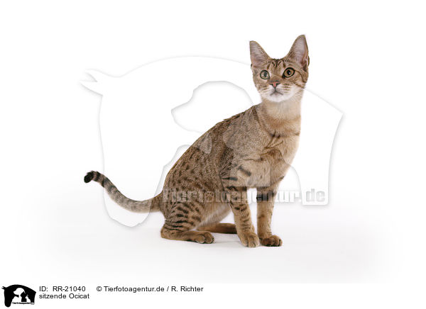 sitzende Ocicat / RR-21040