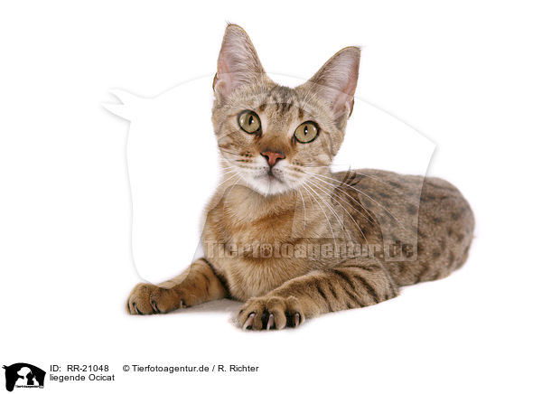 liegende Ocicat / lying Ocicat / RR-21048