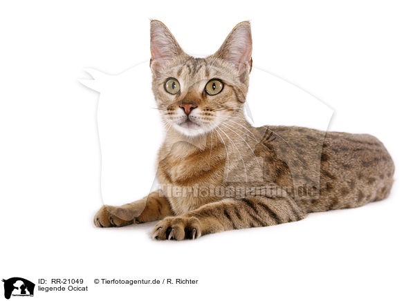 liegende Ocicat / lying Ocicat / RR-21049