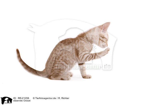 sitzende Ocicat / sitting Ocicat / RR-21056