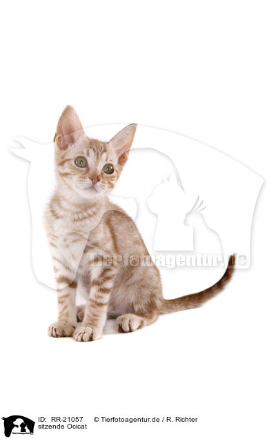 sitzende Ocicat / RR-21057