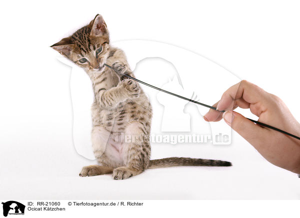 Ocicat Ktzchen / Ocicat kitten / RR-21060