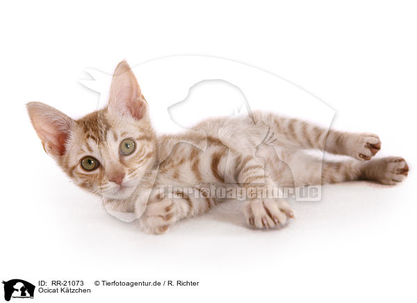 Ocicat K�tzchen / Ocicat kitten / RR-21073