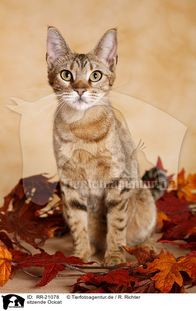 sitzende Ocicat / sitting Ocicat / RR-21078
