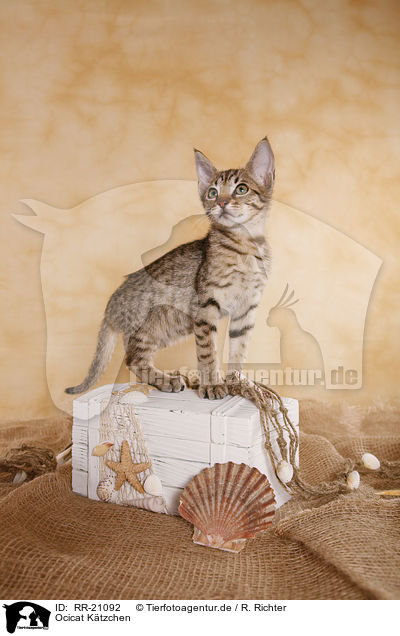 Ocicat Ktzchen / RR-21092