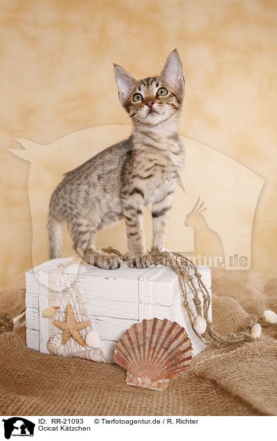 Ocicat Ktzchen / Ocicat kitten / RR-21093