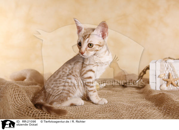 sitzende Ocicat / sitting Ocicat / RR-21096