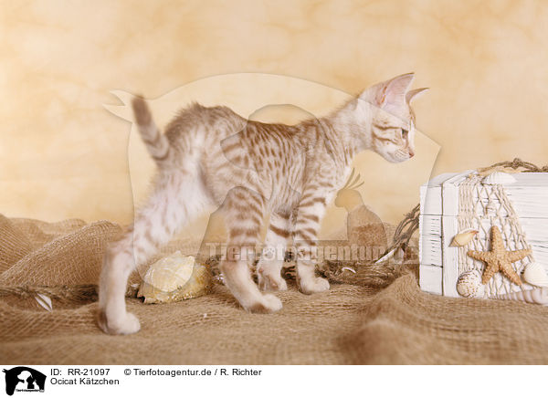 Ocicat Ktzchen / Ocicat kitten / RR-21097