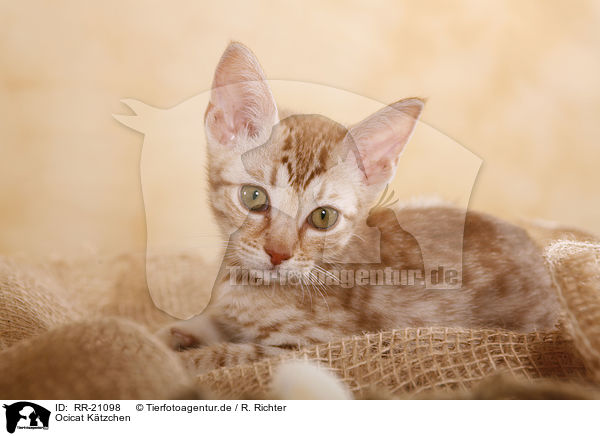 Ocicat Ktzchen / Ocicat kitten / RR-21098