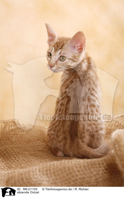 sitzende Ocicat / RR-21100
