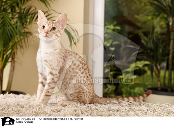 junge Ocicat / young Ocicat / RR-26388