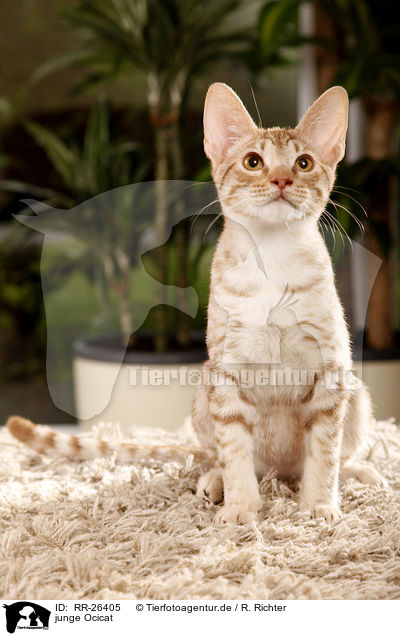 junge Ocicat / young Ocicat / RR-26405