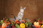 Ocicat in Herbstdeko