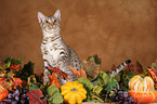 Ocicat in Herbstdeko