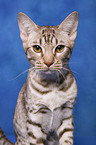 Ocicat