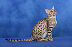 Ocicat