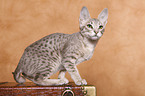 Ocicat Ktzchen