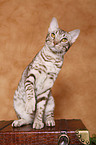 Ocicat Kater