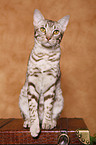 Ocicat Kater