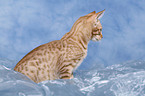 Ocicat Kitten