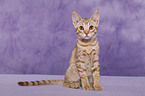 Ocicat Kitten