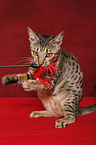 Ocicat