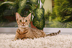 Ocicat