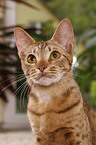 Ocicat Portrait