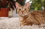 Ocicat