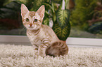 sitzende Ocicat