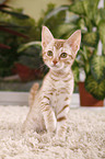 sitzende Ocicat