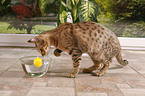 spielende Ocicat