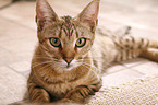 Ocicat