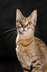 Ocicat Portrait