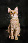 sitzende Ocicat