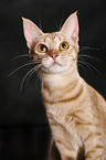 Ocicat Portrait