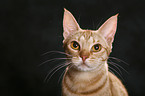 Ocicat Portrait