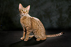 sitzende Ocicat