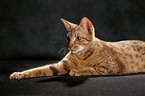 Ocicat