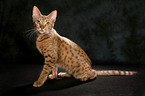 sitzende Ocicat