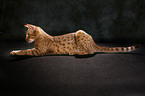 Ocicat