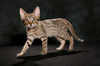 Ocicat Ktzchen