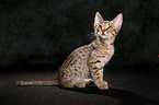 sitzende Ocicat