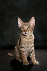 sitzende Ocicat